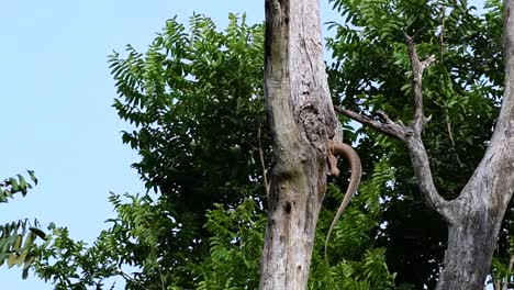 The-Clouded-Monitor-Lizard-is-found-in-Thailand-and-other-countries-in-Asia