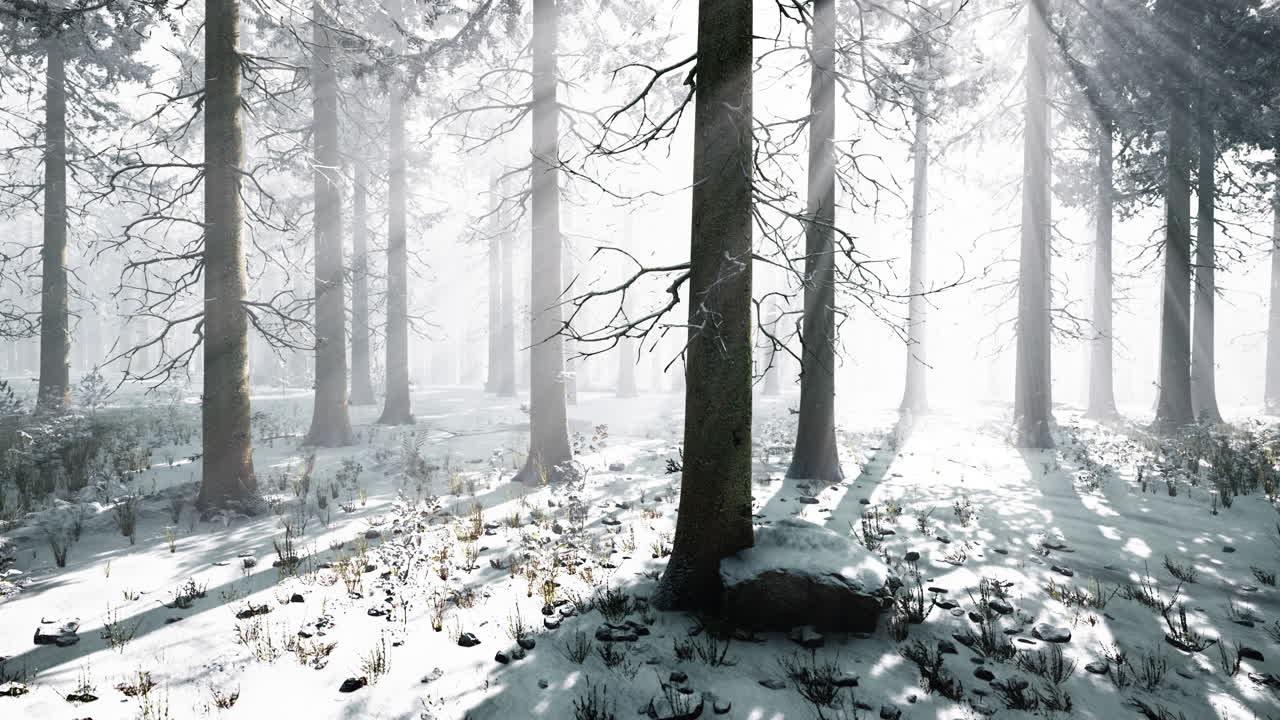 mystical winter forest with snow and sun rays coming through trees