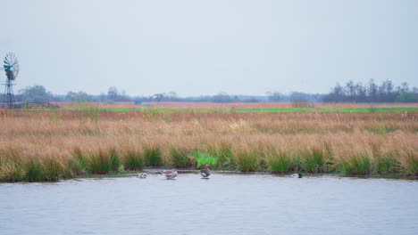 Greylag-geese-and-mallard-in-shallow-lake-shore-water-with-reeds