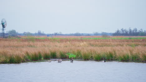 gansos grises y gansos reales en aguas poco profundas de la orilla de lagos con cañas