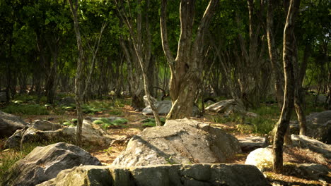 raíces de un árbol en un bosque brumoso
