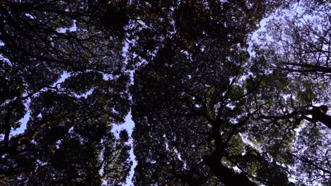 Frame-filling-abstract-tree-patterns-looking-up-against-blue-sky-while-walking