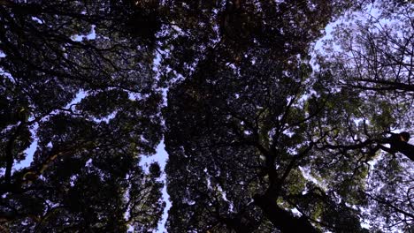 marco llenando patrones de árboles abstractos mirando hacia el cielo azul mientras camina