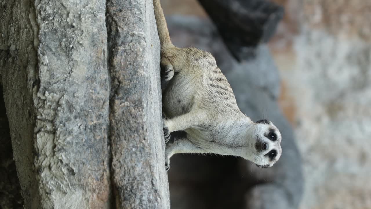 Meerkat Standing Alert on Stone in Natural Habitat with Rocky Background. vertical video