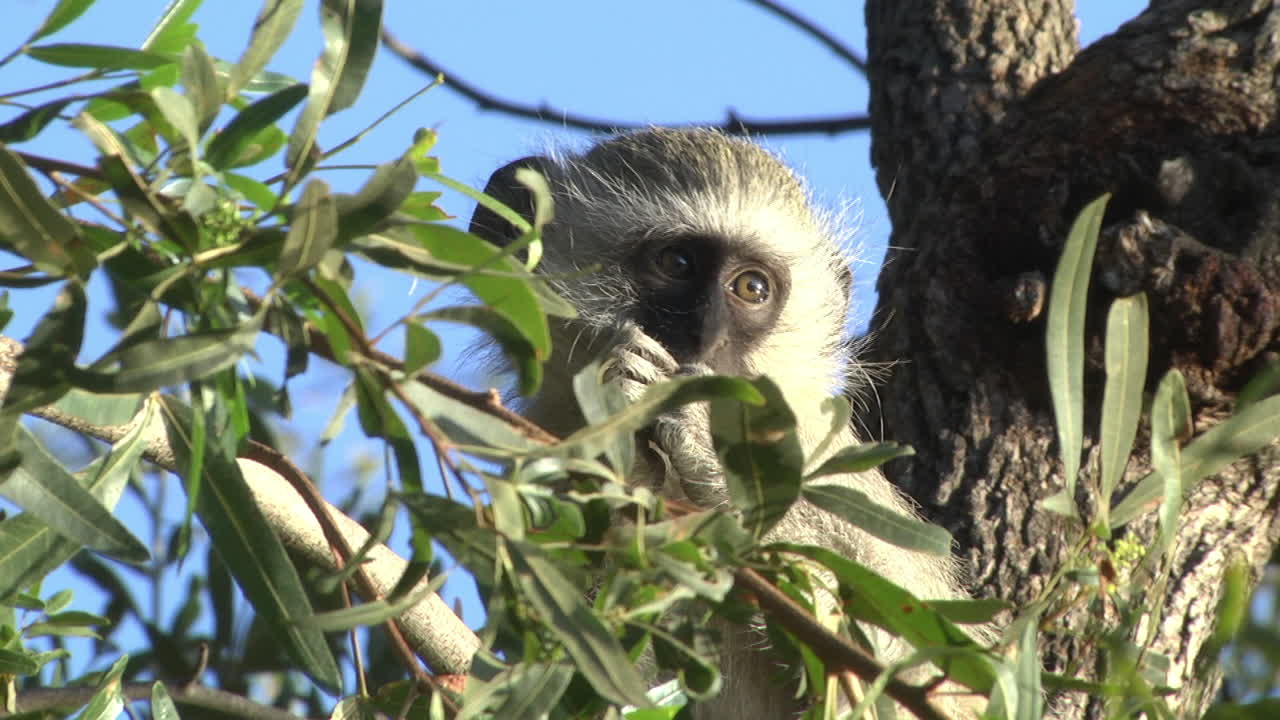 Little macaque sitting on tree branch and looking around, closeup shot of its head