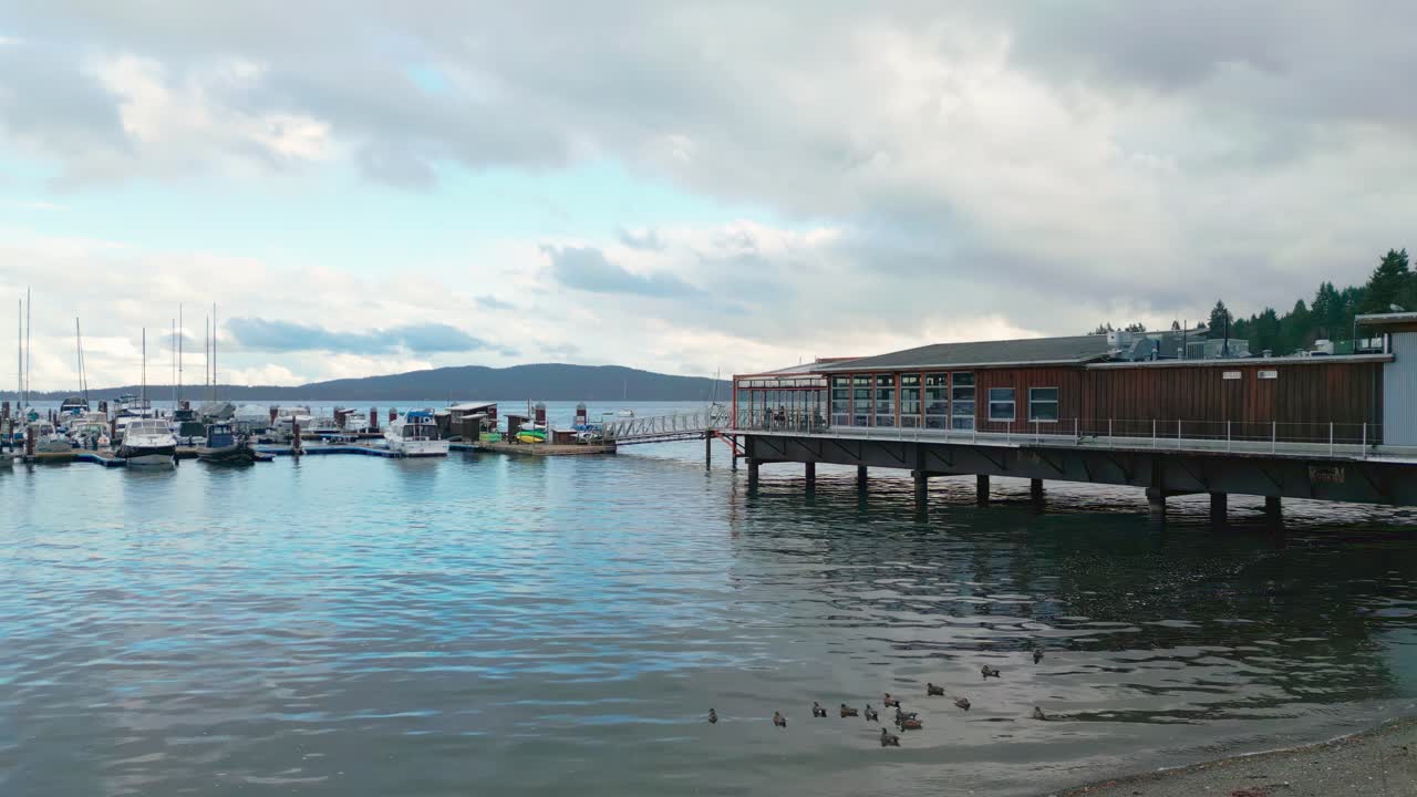Bufflehead ducks swimming near shoreline reeds at Mill Bay Marina on the Saanich Inlet, with docked sailboats and marina buildings in the background in Cowichan Valley, Vancouver Island, British Colum