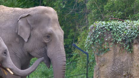 Elefant-Hebt-Rüssel,-Um-Gras-Zu-Fressen,-Während-Junges-Kalb-Etwas-Davon-Aus-Dem-Mund-Schnappt