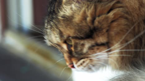 Eine-Schwarze-Und-Weiße-Erwachsene-Katze,-Die-Auf-Einer-Terrasse-Ruht