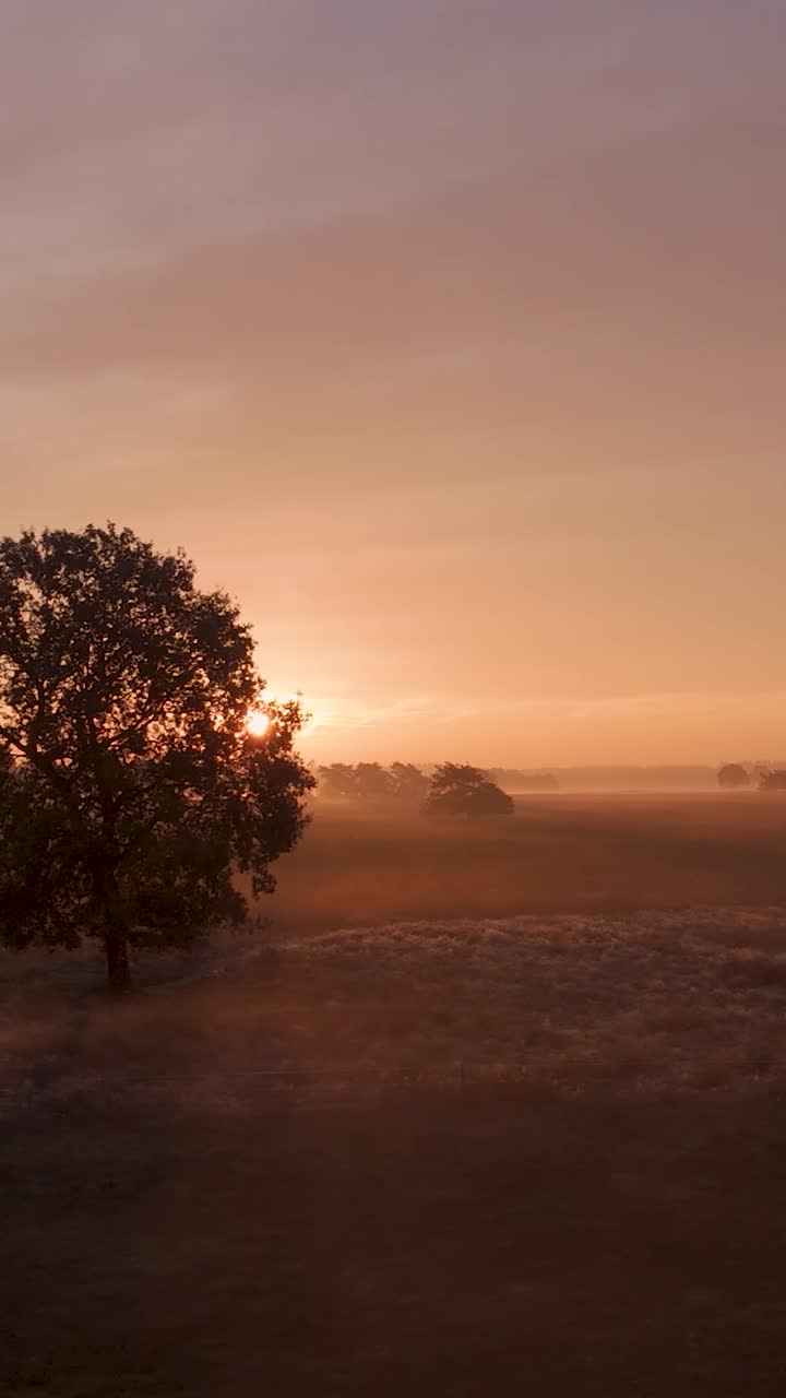 amanecer brumoso sobre un campo con árboles
