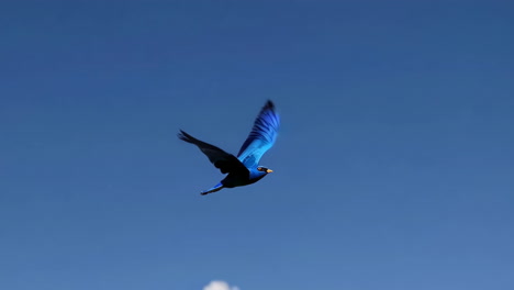 a blue bird soaring in a clear sky