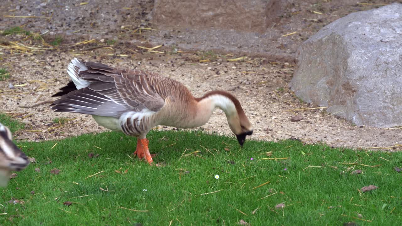 ganso y cabra pastando juntos en la hierba y buscando comida durante el día