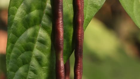 semillas de rajma chitra alimento - hoja