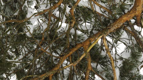 Kiefernbaum-Nahaufnahme-Im-Winter-Bedeckt