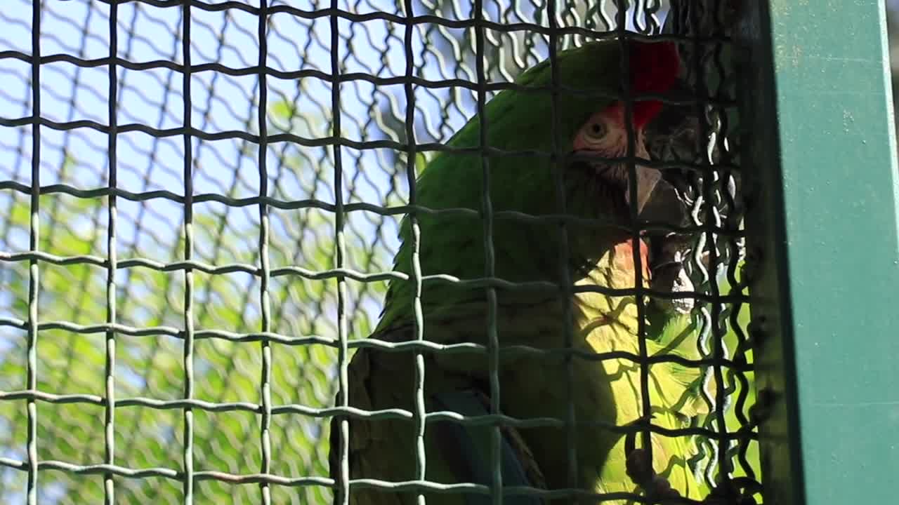Green Parrot in a Cage