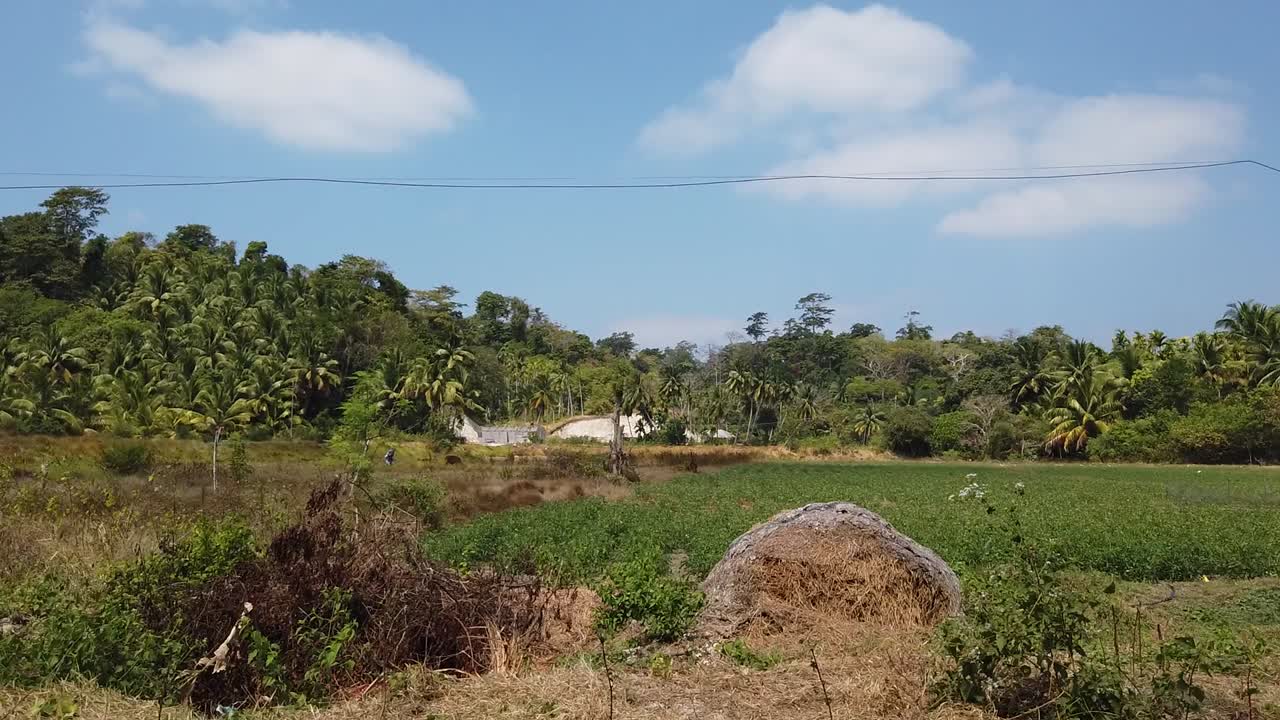 seekor anak sapi muda menatap ibunya di atas lahan pertanian seorang petani lokal di kepulauan andaman, sekarang menghadapi masalah kekeringan karena penggunaan air tanah yang berlebihan