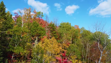 forest in its autumnal glory, where the trees are dressed in vibrant shades of fall