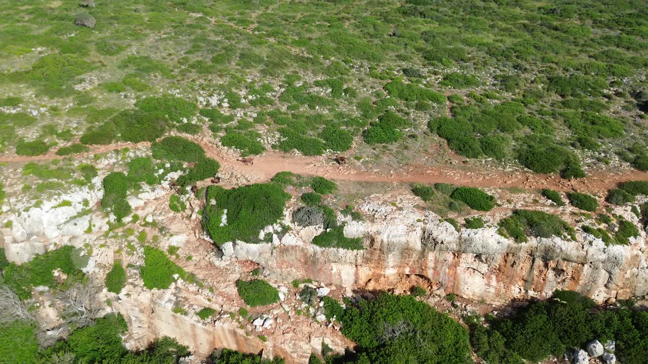 Unique 4K drone footage with wild mountain goats, incl. babies, among green bush and rocky terrain. The drone ascends to reveal Mallorca’s coastline with clear blue water and waves hitting the cliffs