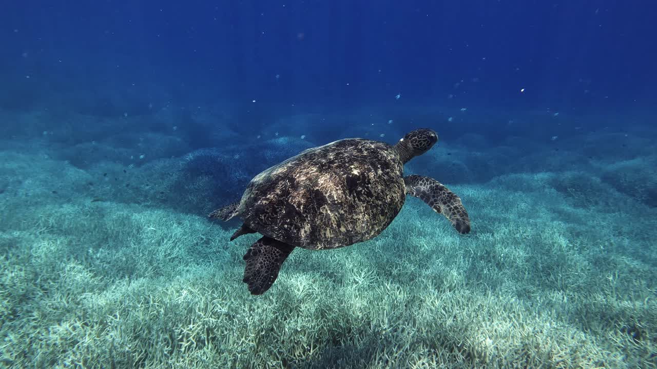 Green Sea Turtle With Reef Fishes Swimming At The Bottom Of Blue Sea Over The Coral Reefs