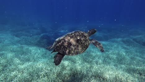 green sea turtle with reef fishes swimming at the bottom of blue sea over the coral reefs