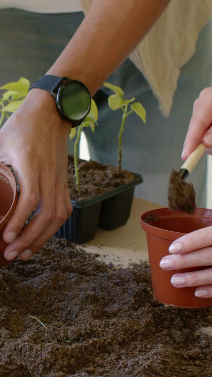 Video verticale: Mani con un orologio raccolgono terra e riempiono un vaso per piantare nella veranda, con un vassoio per semi.