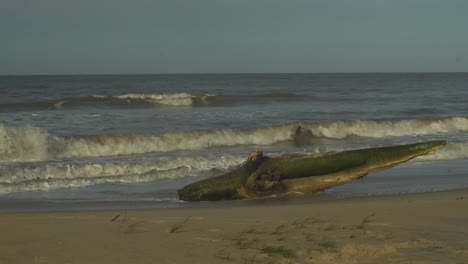 Moldy-wooden-trunk-on-a-caribbean-beach-hitted-by-waves