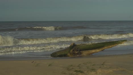 tronco de madera mohosa en una playa caribeña golpeada por las olas