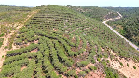 aerial-view-over-rugged-landscape,-green-trees,-dry-land,-portugal,-4k