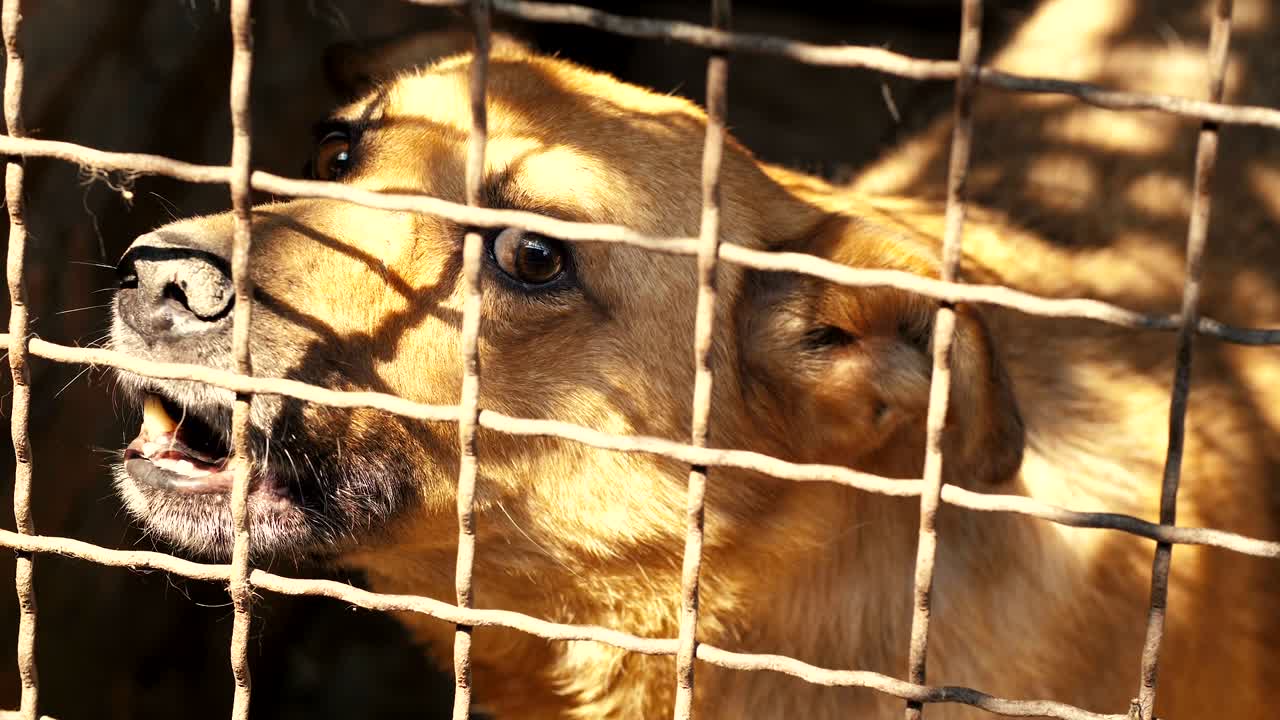 격분한 개가 막대 뒤에