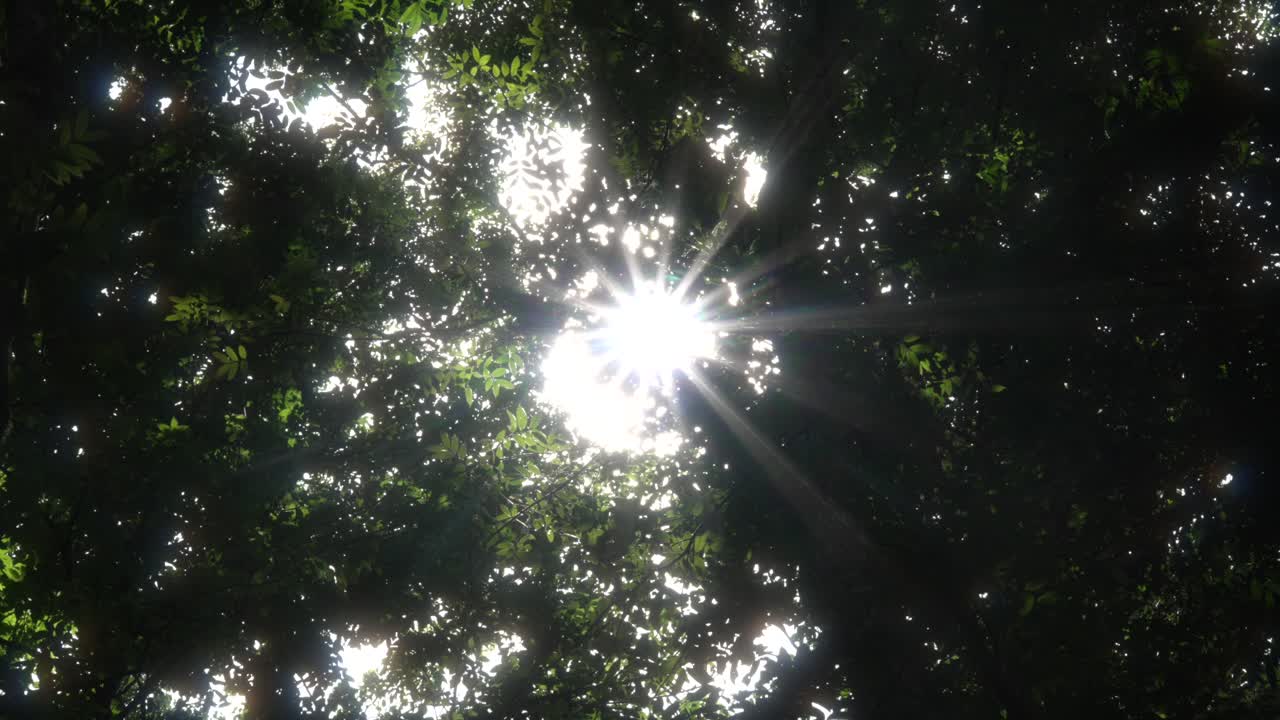 замедленный снимок деревянного навеса с солнцем над сияющими лучами через лес