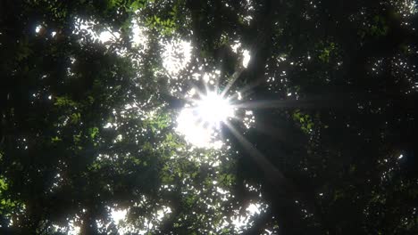 Slow-motion-shot-of-up-view-tree-canopy-with-the-sun-above-shining-rays-through-the-forest