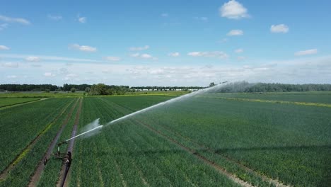 Irrigation-Sprinkler-or-Sector-Sprinkler-irrigates-the-crops