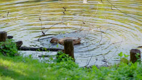 wild ducks in a river, the water is clear, shot in autumn, trees in front of frame.