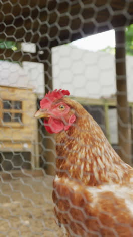 video vertical de pollo visto a través de la valla en el recinto de la granja