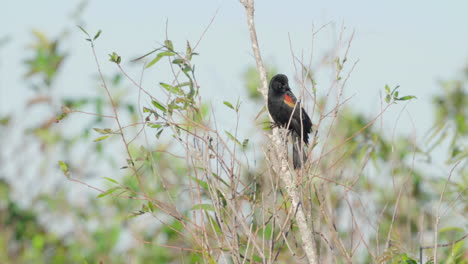 red winged blackbird perched on tree