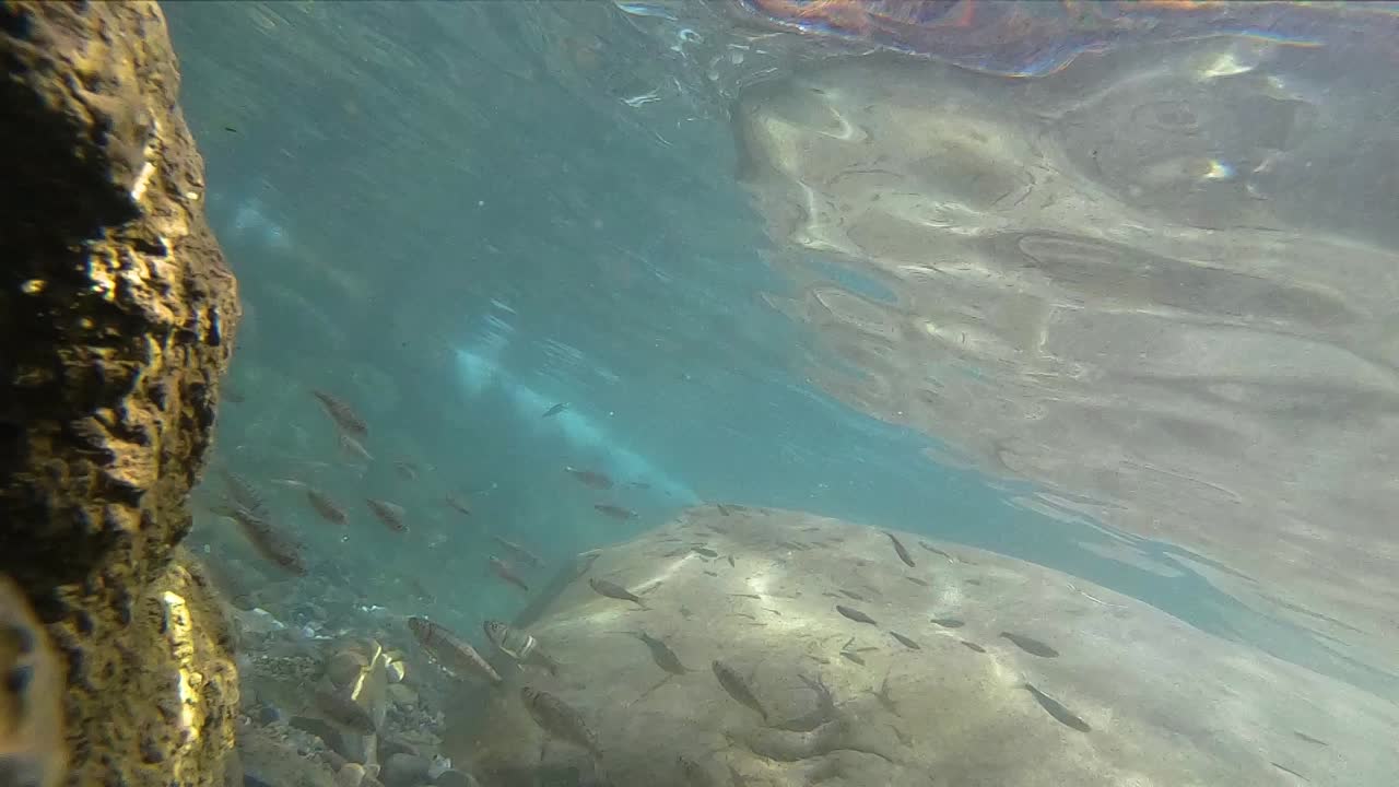 Underwater shot of shoal of Small fish on tropical coral reef in India-2