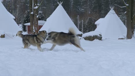 Two-young-huskies-playing-in-the-snow