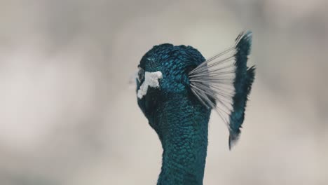 primer plano macro de una bonita cabeza de pavo real de color azul y verde girando la cabeza en el desierto