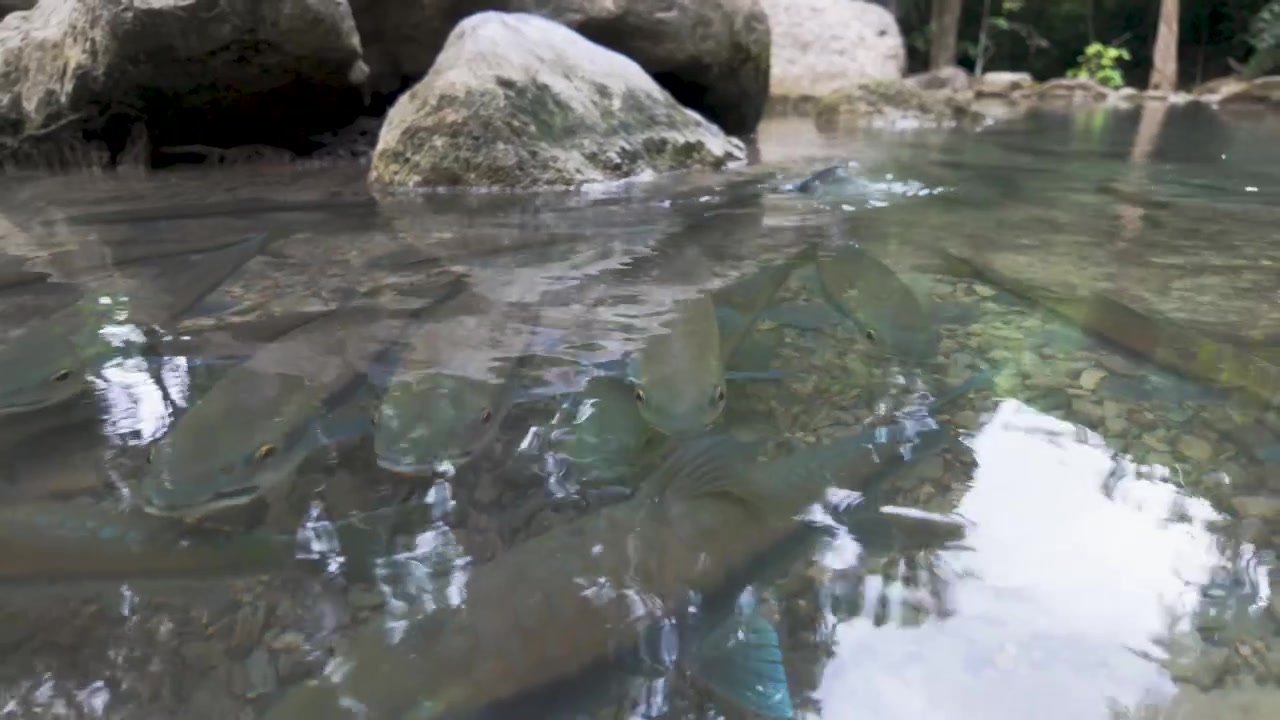 Lunghi pesci scivolano appena sotto la superficie di un fiume roccioso e poco profondo vicino a grandi massi con alberi riflessi sull'acqua