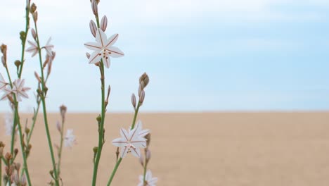 view of small white flowers moving with the wind