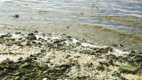 4K-river-foam-settling-in-the-rocky-bedside-of-the-Ria-de-Aveiro-on-the-estuary-of-river-Vouga,-60fps