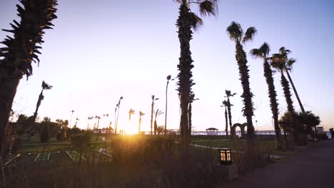 sunrise morning show and windy palms; sea area