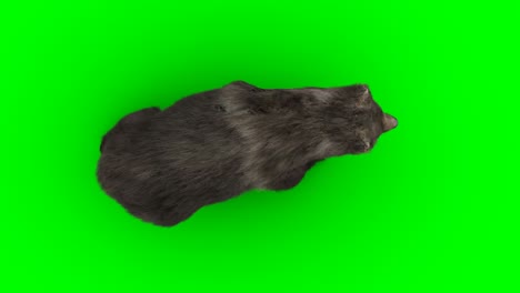 el oso caminante. una animación realista en pantalla verde.