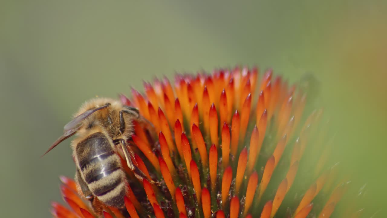 vista trasera y lateral de una abeja silvestre recolectando néctar de una coneflower naranja contra un fondo borroso