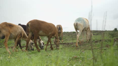 Schafe-Der-Dhangar-Gemeinschaft-In-Indien,-Die-Saisonal-Auf-Die-Grünen-Weiden-Ziehen