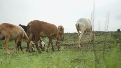 sheep of the dhangar community in india who are seasonal migrants to the green pastures