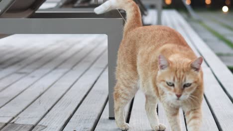 cat carefully walks along a narrow railing