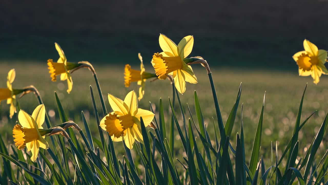 Un video con angolazione dal basso riprende vivaci narcisi gialli in un campo, mettendo in risalto i loro petali luminosi
