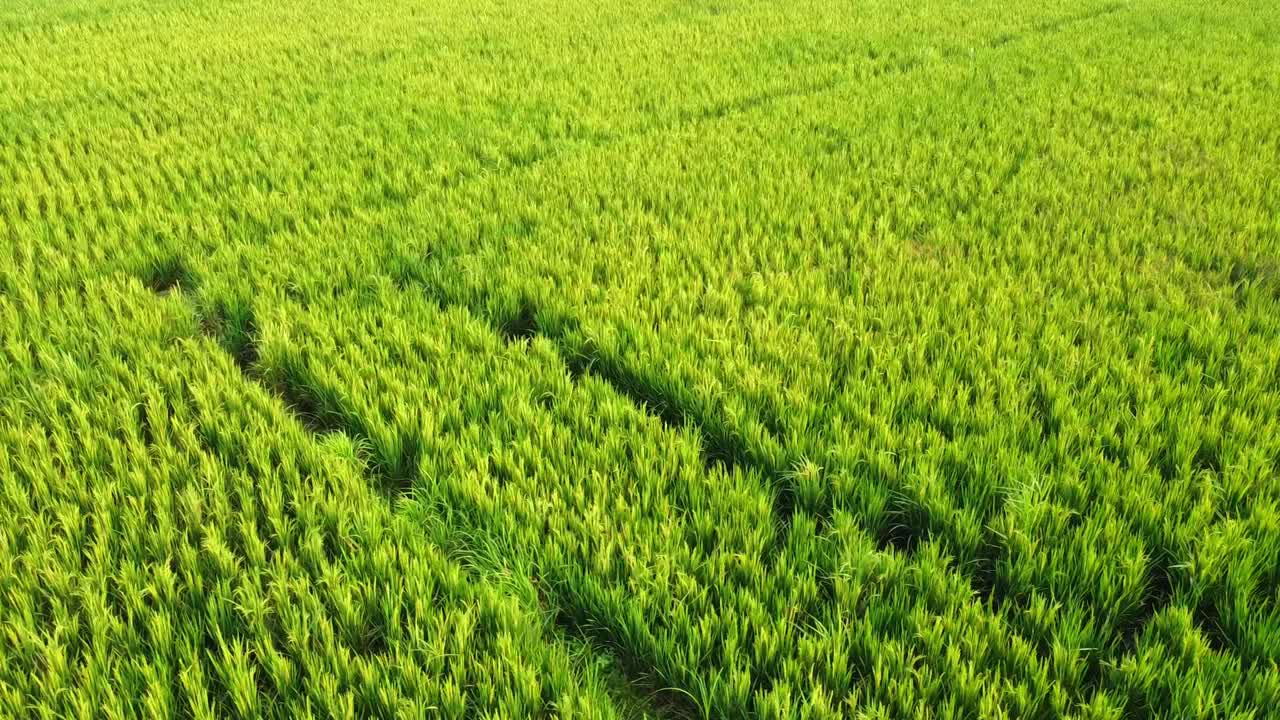 Vista aerea dall'alto di lussureggianti campi di riso verdi che ondeggiano dolcemente al vento. Uno splendido paesaggio agricolo che mostra colture biologiche vivaci e motivi naturali sotto la luce del sole.