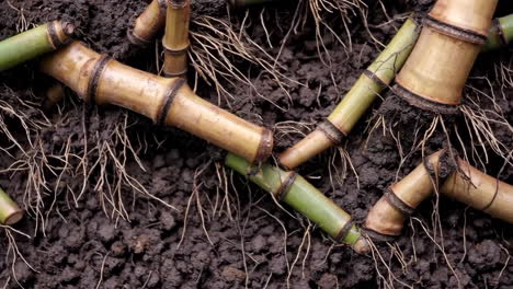 bamboo roots and stalks in soil