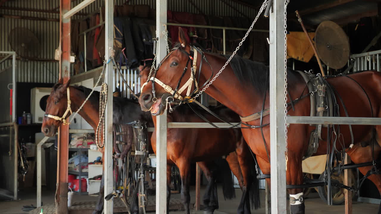 Strapped up horses in stable ready to run